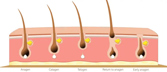 Understanding the Hair Growth Cycle: Anagen, Catagen & Telogen Phases
