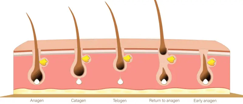 Understanding the Hair Growth Cycle: Anagen, Catagen & Telogen Phases