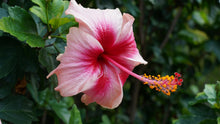 Hibiscus