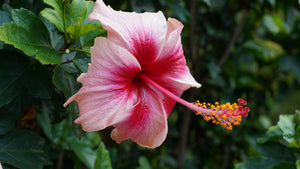 Hibiscus
