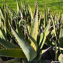 Aloe Vera
