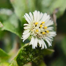 Bhringraj