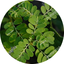 Moringa