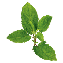 Tulsi